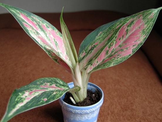 Почему не растет аглаонема?