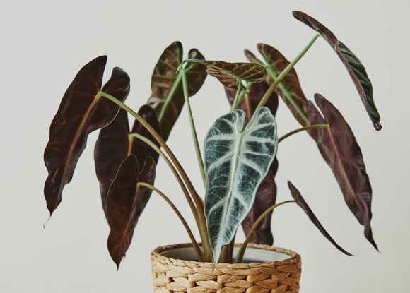 Почему плачет алоказия: что делать, если с листьев капает вода?