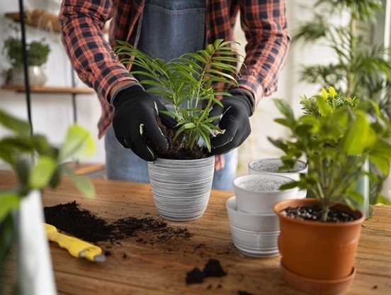 Ответы на 10 главных вопросов про пересадку комнатный растений весной