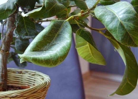 Что делать, если листья скручиваются у растения?