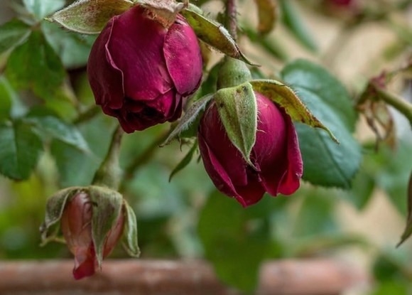 Почему не распускаются бутоны у комнатного цветка?