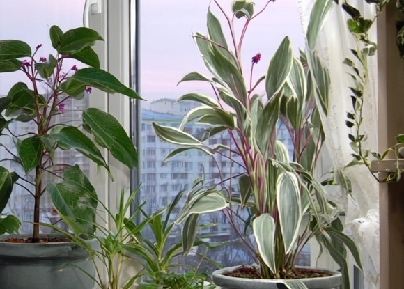 Почему растение не растёт, хотя всё делаю правильно?