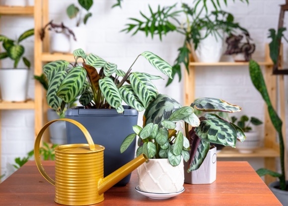 Калатея: почему сохнут, желтеют листья, не растет и не цветет