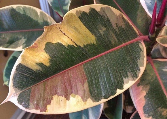 4 основных проблемы с листьями у фикусов: как помочь растению