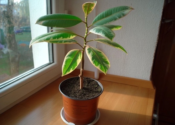 Почему фикус не растёт, вянет или не кустится: как решить проблемы