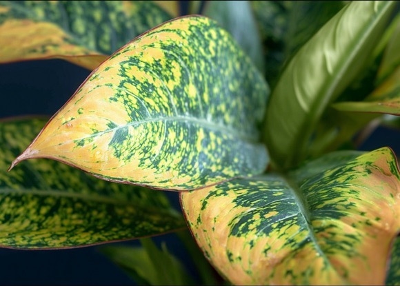 Почему сохнут и желтеют листья у аглаонемы?