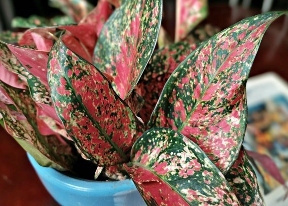 Почему аглаонема скручивает листья?