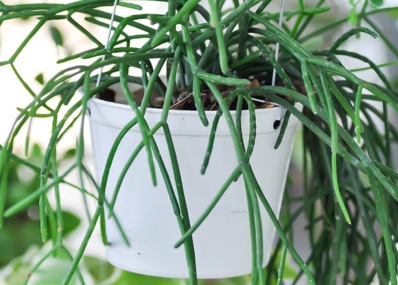 Рипсалис комнатный: уход и размножение в домашних условиях