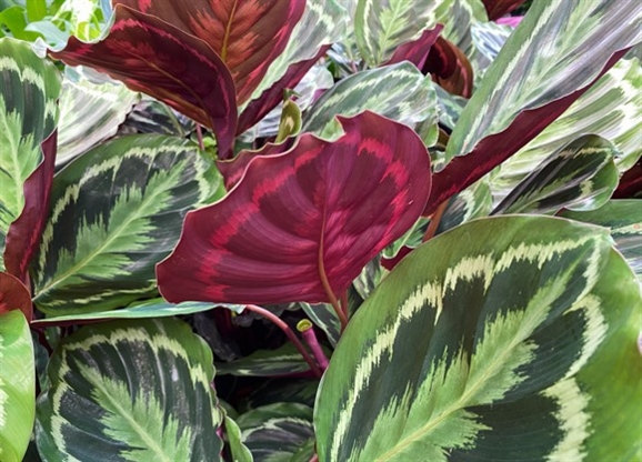 Калатея — капризная красавица: уход и размножение в домашних условиях