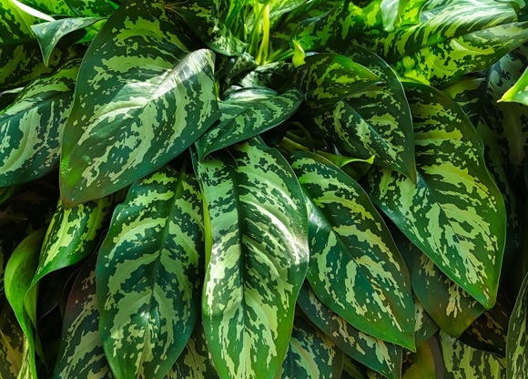 Аглаонема: секреты ухода и выращивания в домашних условиях 