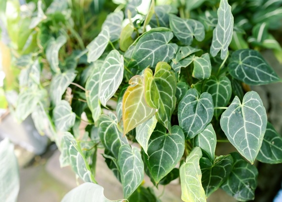 Алоказия: секреты ухода и выращивания растения в домашних условиях