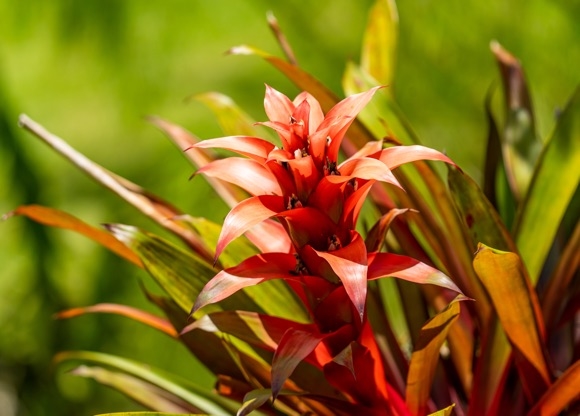 Гузмания: гид по уходу в домашних условиях для пышного цветения