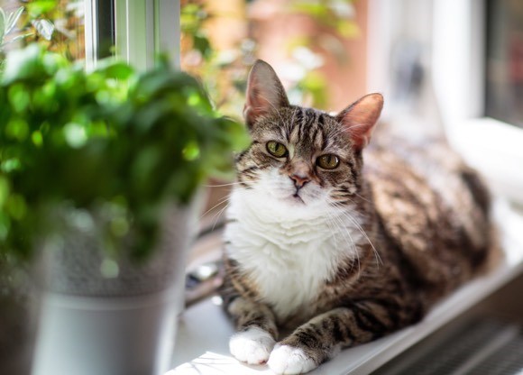 Как защитить растения и отучить кота есть комнатные цветы