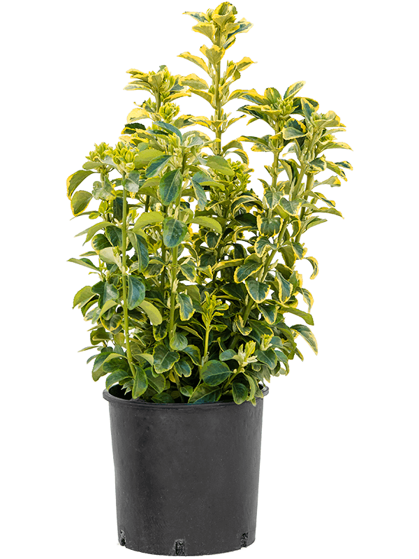 Бересклет обыкновенный 'aurea' (Nieuwkoop Europe) - Купить с доставкой в интернет-магазине Cashpo Design по выгодной цене