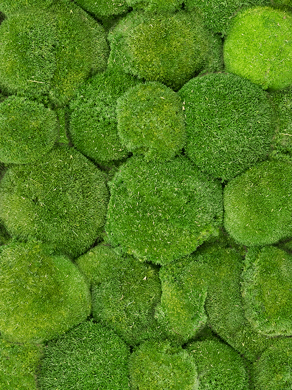 Стабилизированный мох Ball moss moss green (4 windowкоробка = ca 0.64 m2)