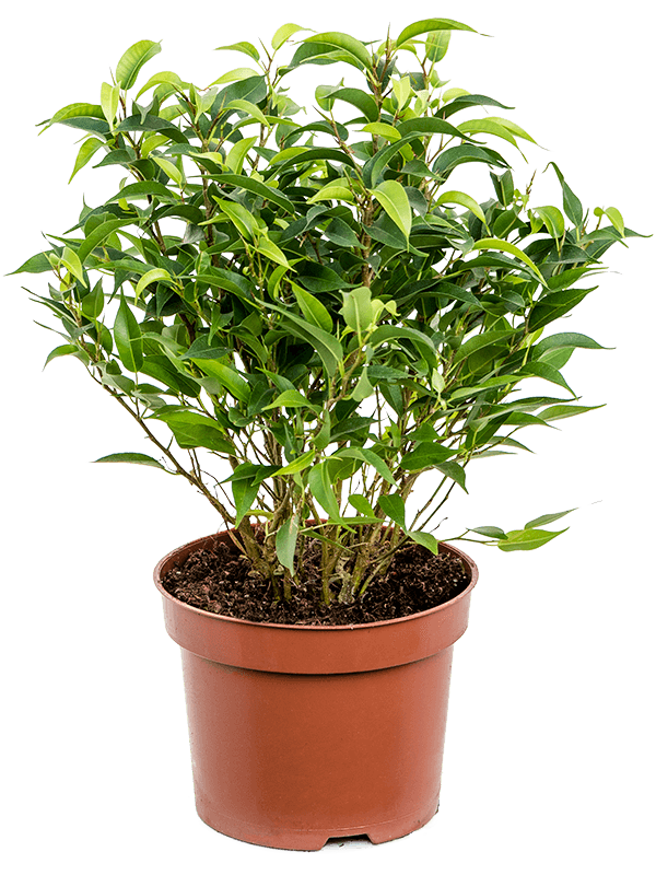 Фикус Наташа/ Ficus Natasja 12/35 на заказ в Минске, цена и фото – Jungle