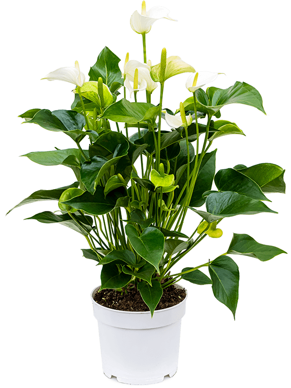 Комнатное растение Антуриум андрианум белый в горшке 12 см, каталог, цены, фото - купить в Москве
