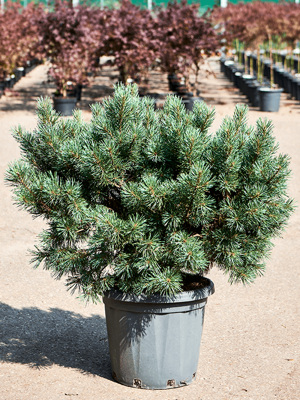 Pinus Sylvestris Watereri. Сосна Ватерери. Сосна Ватерери характеристика. Сосна ватерери купить