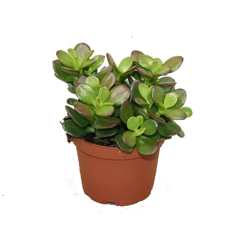 Крассула овата Минор 10/15 (GL) 39502 - фото 100001