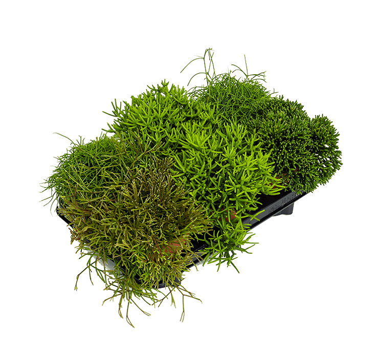 Рипсалис ассорти 9/15 (GL) 39511 - фото 100010