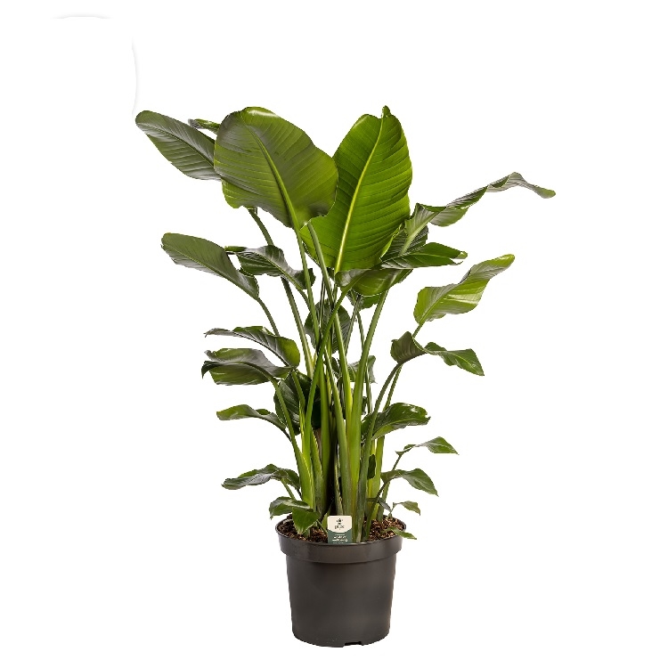 Стрелиция Николая 35/180 (GL) 39515 - фото 100014