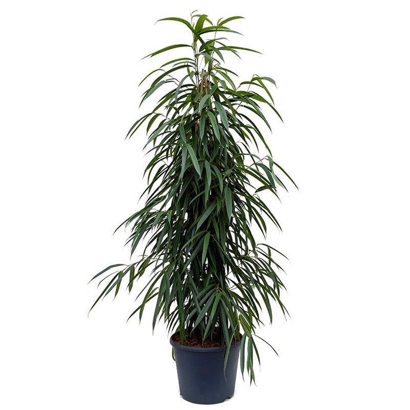 Фикус Алли 27/160, 39519 (GL) 39519 - фото 100018