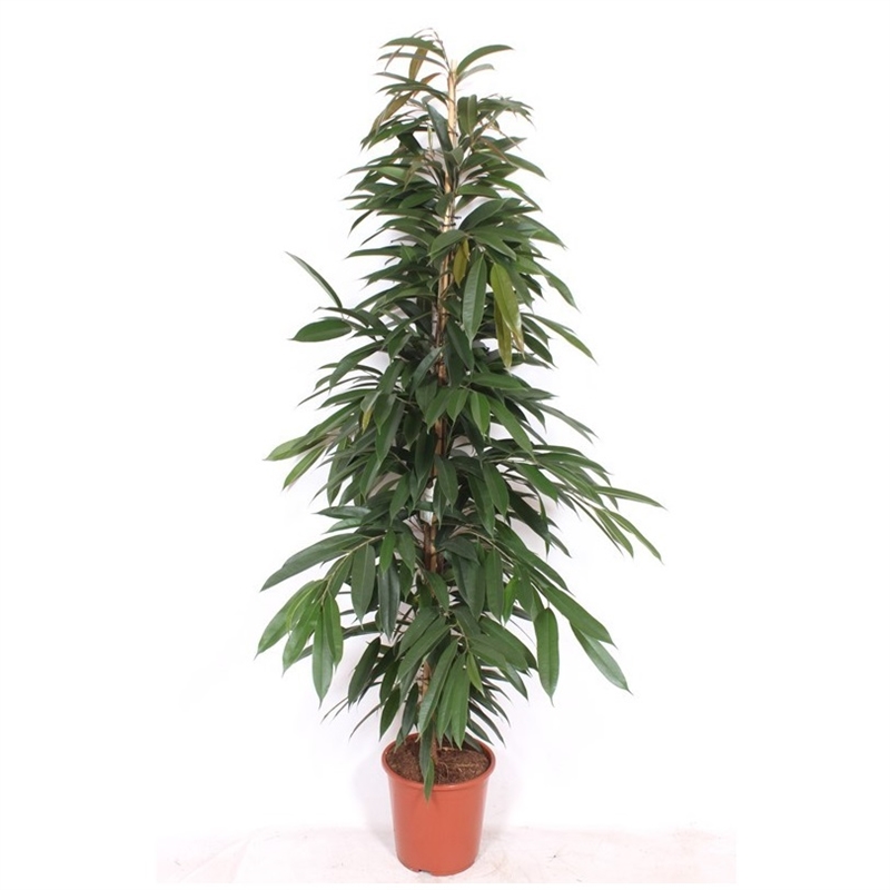 Фикус Амстель Кинг 27/190 (GL) 39520 - фото 100019