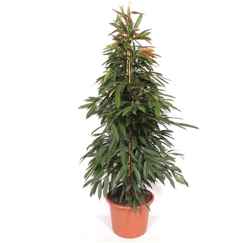 Фикус Амстель Кинг 50/250 (GL) 39521 - фото 100020