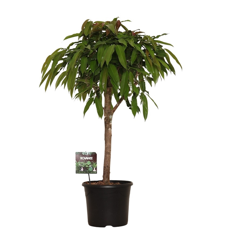 Фикус Амстель Кинг штамб 30/105 (GL) 39522 - фото 100021