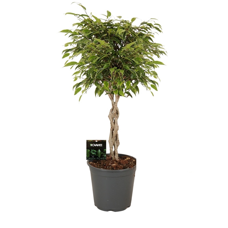 Фикус бендж. Анастасия твист 21/80 (GL) 39523 - фото 100022