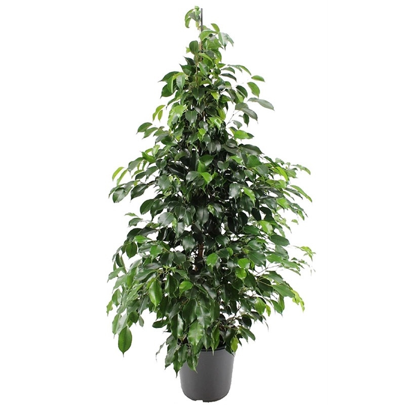 Фикус бендж.Миднайт Леди 27/160 (GL) 39524 - фото 100023