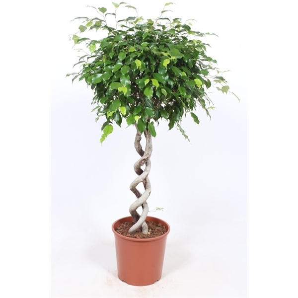 Фикус бендж.Экзотика дабл спираль 30/140 (GL) 39525 - фото 100024