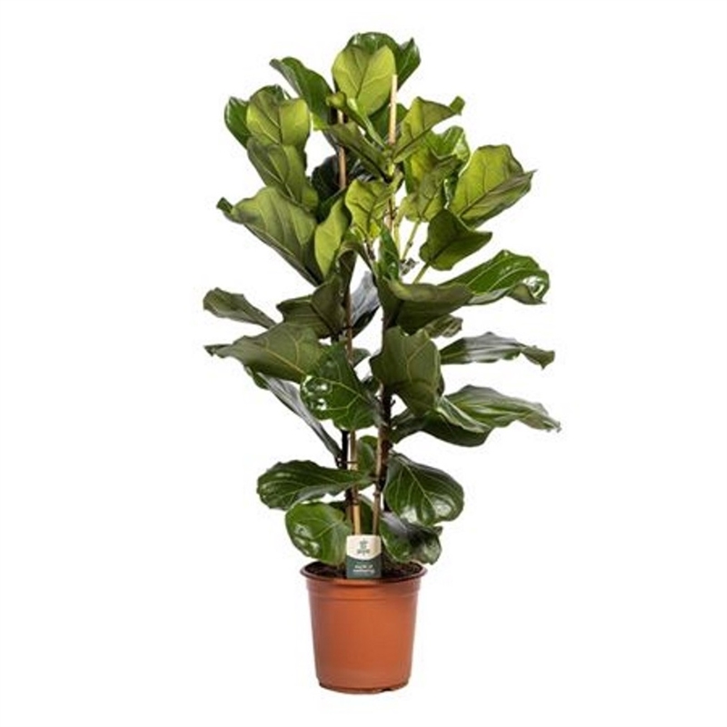 Фикус лировидный 2ст 27/90 (GL) 39528 - фото 100027