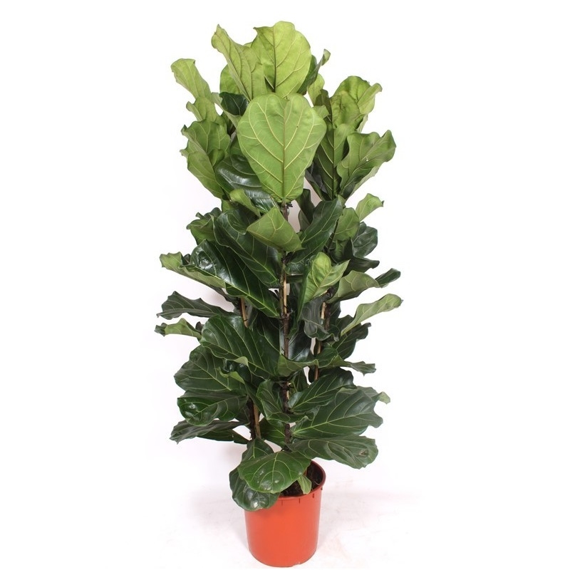 Фикус лировидный 3ст 35/160 (GL) 39529 - фото 100028