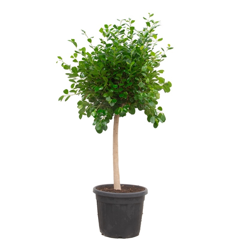 Фикус Панда штамб 45/160 (GL) 39531 - фото 100030