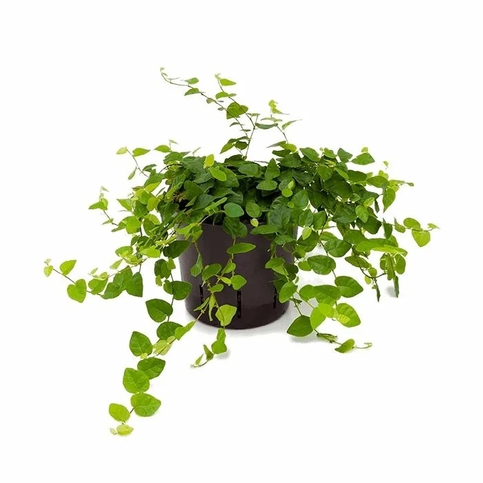 Фикус пумила Грин Санни 9/15 (GL) 39532 - фото 100031