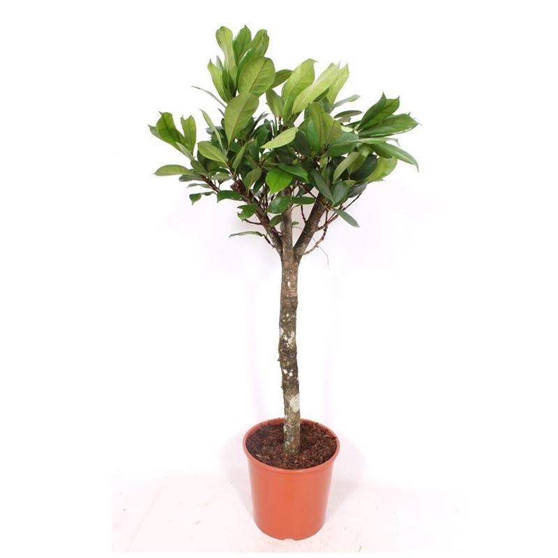 Фикус Циатистипула штамб 30/140 (GL) 39533 - фото 100032