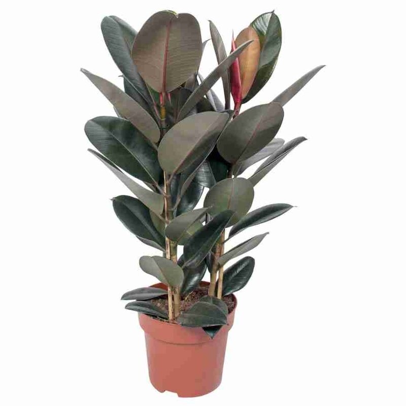 Фикус элас.Абиджан 3ст 24/90 (GL) 39534 - фото 100033