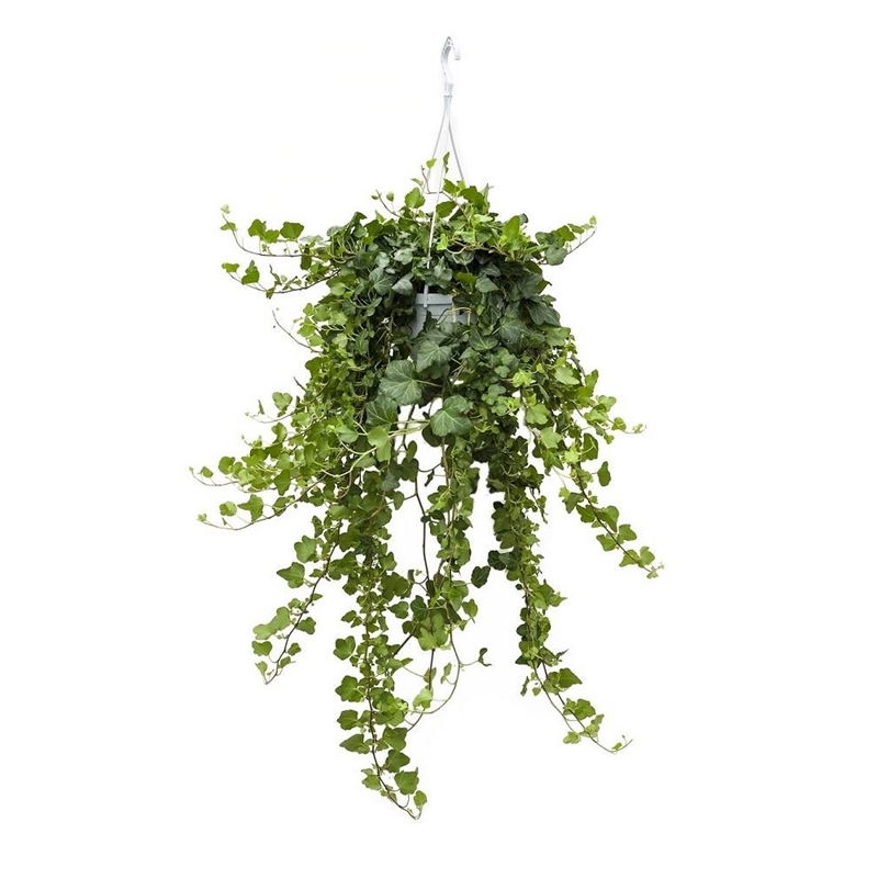 Хедера Вондер подв. 24/100, 39537 (GL) 39537 - фото 100036