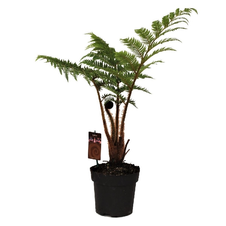 Циатея австралис 14/40 (GL) 39538 - фото 100037