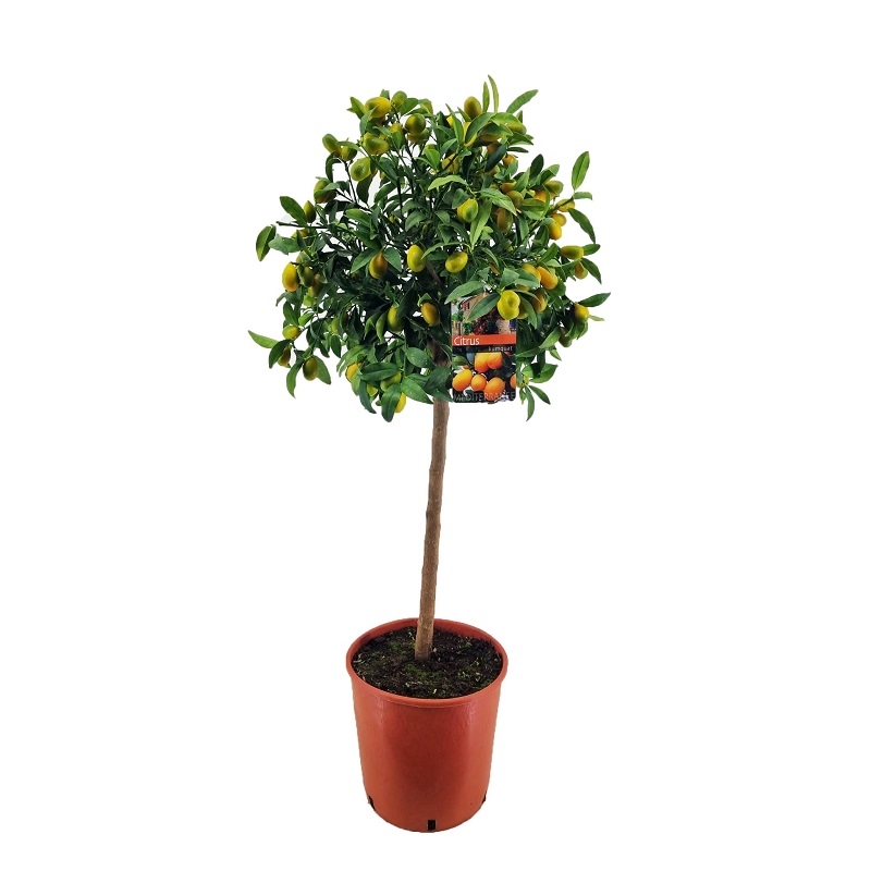 Цитрофортунелла Кумкват 28/110 (GL) 39540 - фото 100039