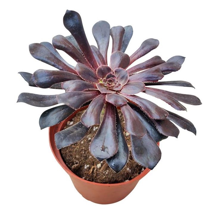 Эониум 14/30 (GL) 39543 - фото 100042