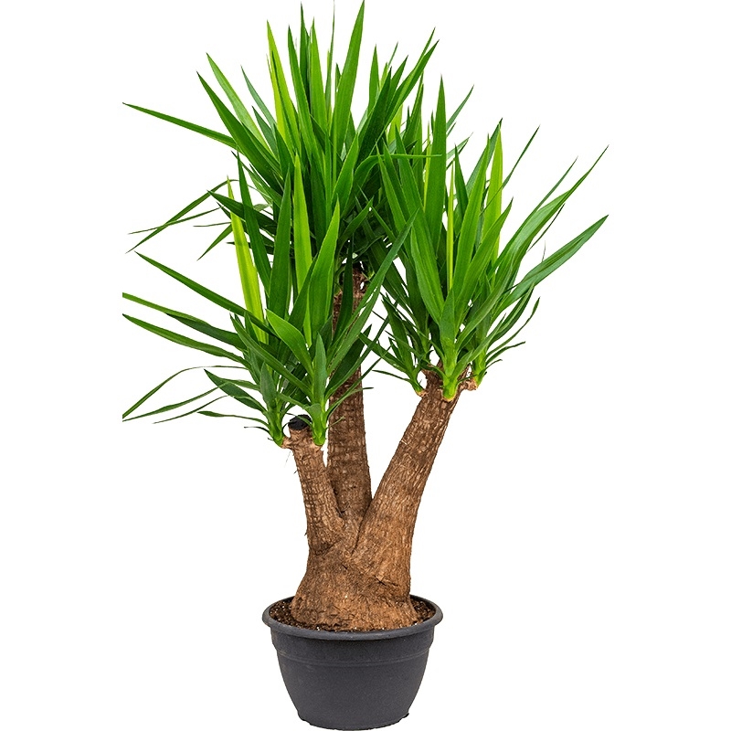 Юкка верт. 40/150 (GL) 39546 - фото 100045