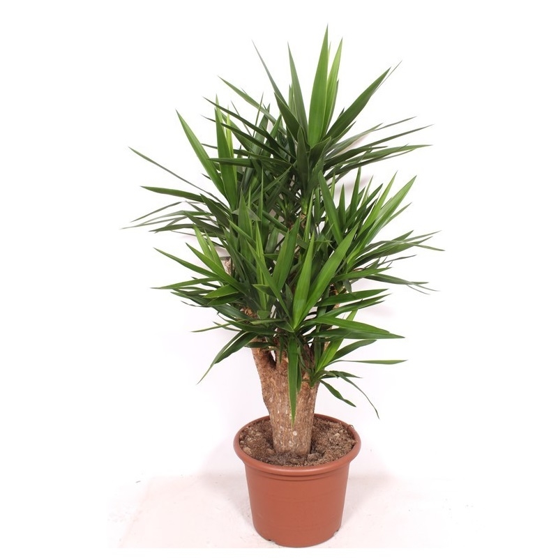 Юкка верт. 45/170 (GL) 39547 - фото 100046