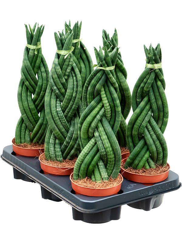 Сансевиерия цилиндрическая 12/40 (Nieuwkoop Europe) 39564 - фото 100065