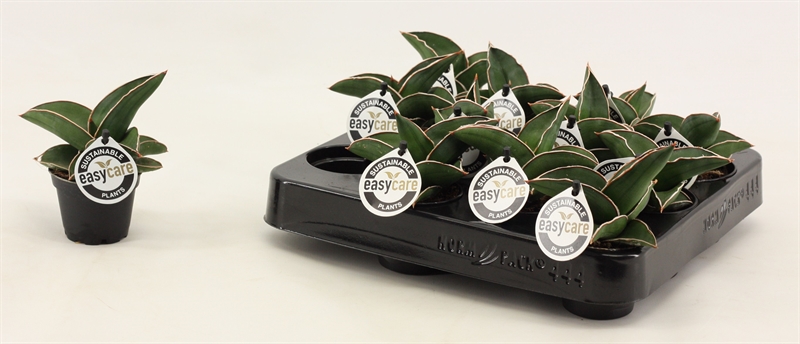 Сансевиерия Эренберга "Samurai" 6/14 (Nieuwkoop Europe) 39568 - фото 100069