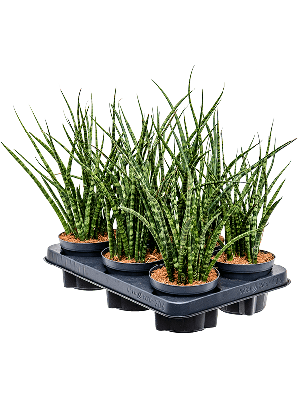 Сансевиерия кирки "Fernwood" 11/40 (Nieuwkoop Europe) 39570 - фото 100071