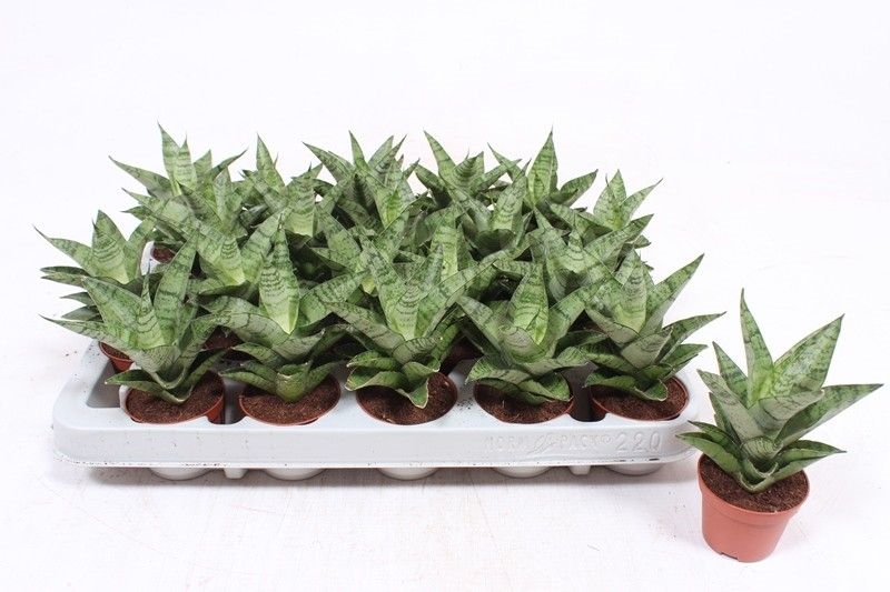 Сансевиерия "Tough Lady" 6/15 (Nieuwkoop Europe) 39587 - фото 100088