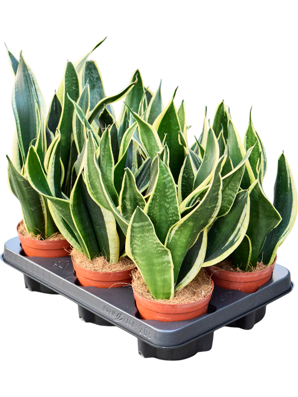 Сансевиерия трехполосная (трифасциата) "Black Gold" 12/30 (Nieuwkoop Europe) 39588 - фото 100089