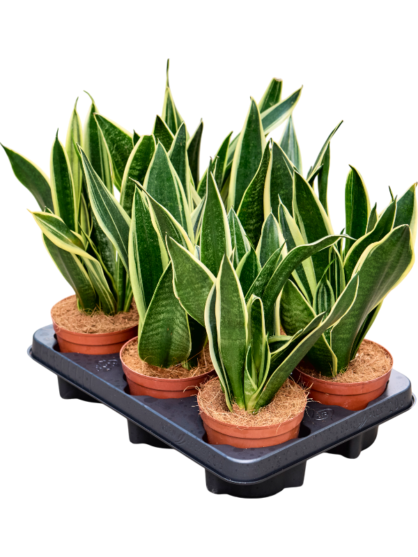 Сансевиерия трехполосная (трифасциата) "Canary" 12/30 (Nieuwkoop Europe) 39589 - фото 100090